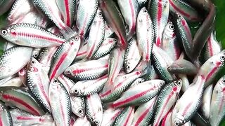 Fresh River Fish — Nature's Daily Catch 🐟✨