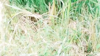 Ular brik mematikan
