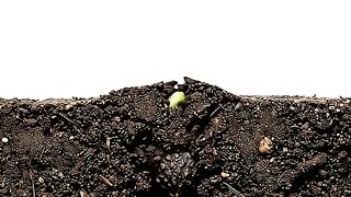 Banana Growing from Seed 🌱🍌 | Real-Time Time-Lapse from Seed to Seedling
