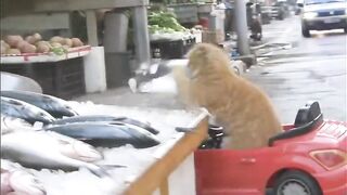 Cat film😼