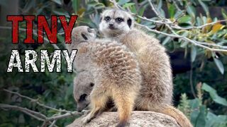 The Meerkat: The Desert's Tiniest Army