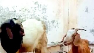 Naughty Farm Life