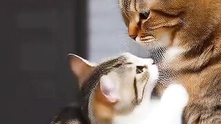 Kucing bercinta dengan pasangan nya