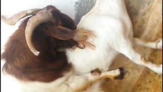 Crazy Country Goats