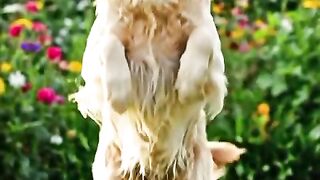 The cutest moment is waiting for you at the end! ❤️🐾 Watch until #shorts