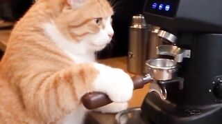 cute cat coffee