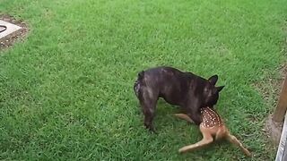 Tiny Baby Fawn in Danger! Can Mom & Pit Bull Stop the Mini Black Shuck