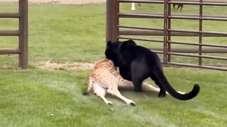 Can Mom & the Rottweiler Save the Baby Giraffe.
