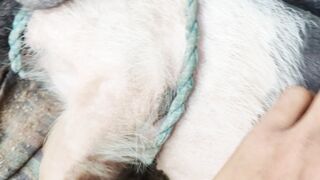 Baby pig 🐖