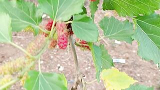 Buah chery