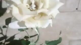 My White Rose Bloomed Today and Its Pure Magic