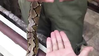 The experience of being brave enough to hold a reptile
