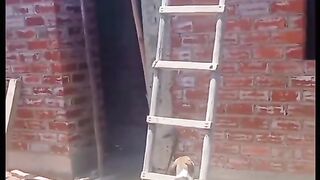 Animals 94