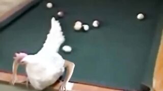 Telur pun jadii
