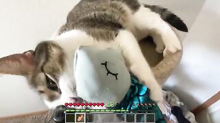 DON'T tame your cat with tropical fish