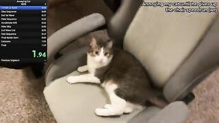 8 Minutes Of My Cat Crashing Out | Best of Gulliver Compilation!
