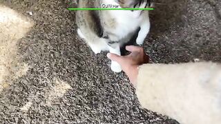 how many times can I  my cat before he crashes out?