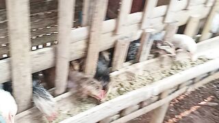 Kasih pakan ayam kampung di sore hari.
