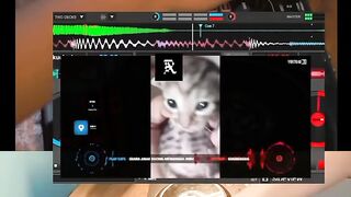 Cat DJ