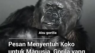 A Gorilla Has a Message for Humanity 🥺🤟