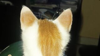 Cute cat watching tv