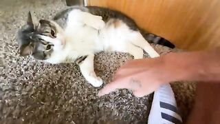 my cat tried to warn me and I ignored him