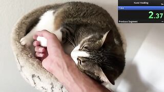 how long will my cat let me hold his paw?
