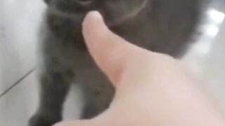 Bro Pointed at the Cat… and Immediately Regretted It 😭💀
