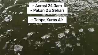 RAS System Pond Aerator Wave Test