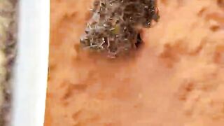 Something BIG Is Hiding in This Hole! 🕳️_720p