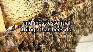 Cute little bee magnets 🐝🧲_720p