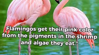 Are Flamingos Born Pink? The Answer Will Surprise You! 🦩 #facts