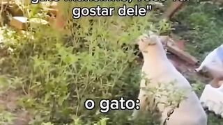 Animais fantásticos.