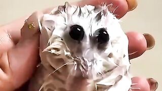 Animais molhados
