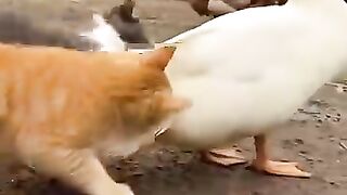 #Funny #Cat #Viral #Duck #Usa