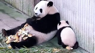 Panda 21