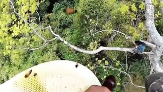 Hunting for natural honey by defying gravity