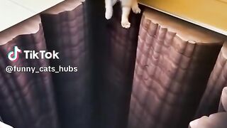 Moment drôle des chats 2