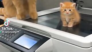 Vidéo de chats les plus drôles et les plus virales