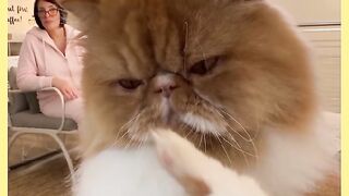 GATO DANÇA MUITO