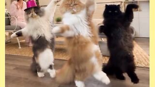 GATOS MUITO BEM CINCRONISADO