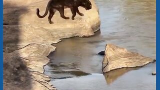 VEJÁ A PANTERA NEGRA ONÇA