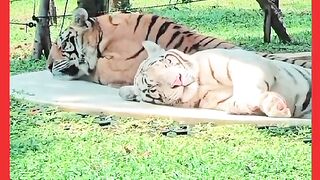 CASAL DE TIGRE DE BOA NA SONBRA