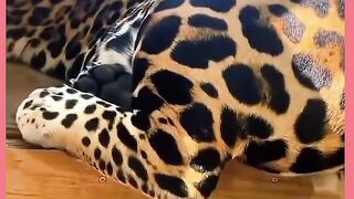 VEJÁ QUE TOP ONÇA ESTÁ DE BOA