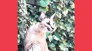 VEJÁ QUE LINDO GATO