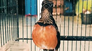 Top Quality Young White-Rumped Shama (Murai Batu) with Ring ID!