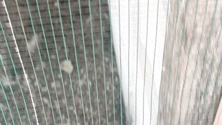 White-Rumped Shama Singing Beautifully | Natural Bird Song