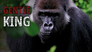 The Gorilla: The Gentle King Stronger Than a Lion