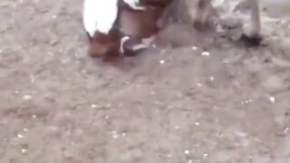 Naughty Little Goats 2