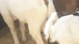 Funny Goat Chase